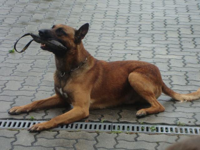 Kinderpolizei 70.jpg