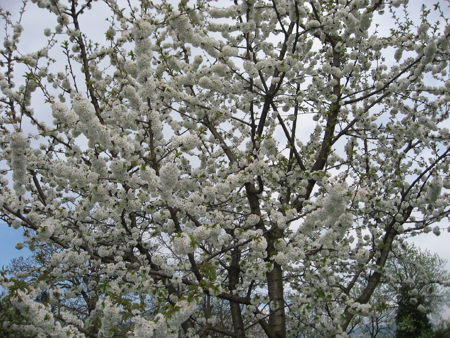IMG_0032.JPG